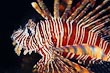Volitan Lionfish